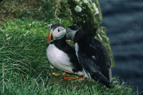 The puffin is a stocky diving sea bird about 12 inches in length with a wingspan of 22 inches. Black uppersides and white on its chest. It has bright orange webbed feet with bright red and yellow bill