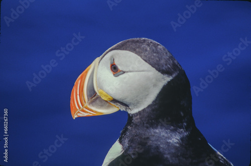 The puffin is a stocky diving sea bird about 12 inches in length with a wingspan of 22 inches. Black uppersides and white on its chest. It has bright orange webbed feet with bright red and yellow bill