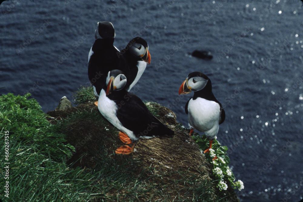 Fototapeta premium The puffin is a stocky diving sea bird about 12 inches in length with a wingspan of 22 inches. Black uppersides and white on its chest. It has bright orange webbed feet with bright red and yellow bill