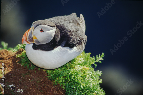 The puffin is a stocky diving sea bird about 12 inches in length with a wingspan of 22 inches. Black uppersides and white on its chest. It has bright orange webbed feet with bright red and yellow bill photo