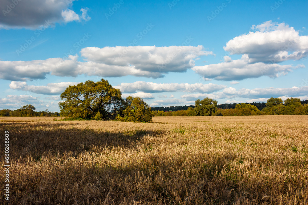 A spreading willow crown in the middle of a yellow cereal field. Farmer's fields with rye harvest before harvesting A spreading willow crown in the middle of a yellow cereal field. Farmer's fields with rye harvest before harvesting