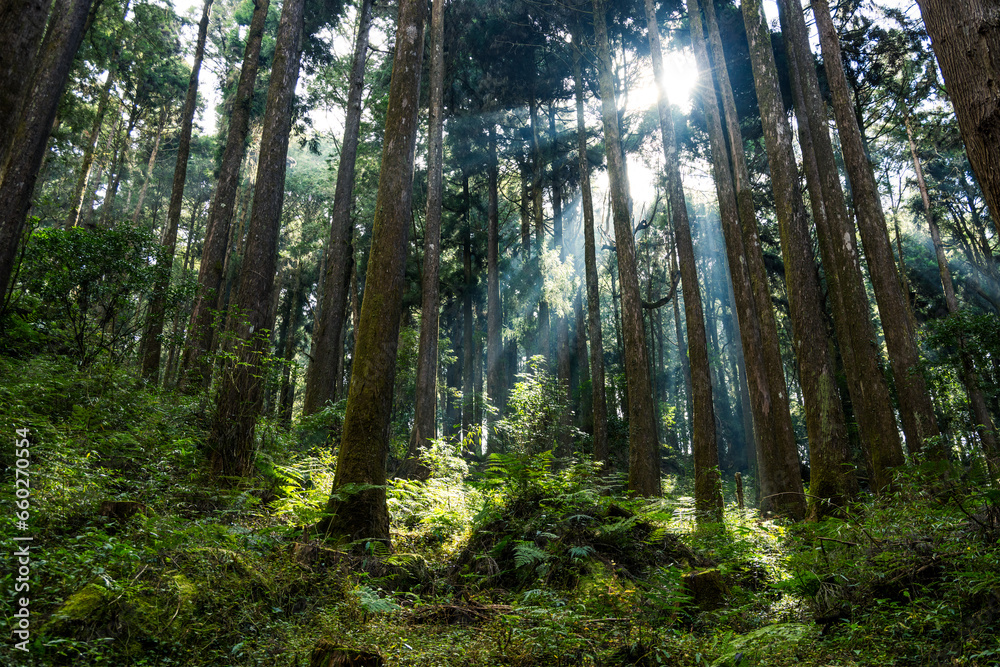 Sunlight flare over the greenery forest in Alishan national park at Taiwan