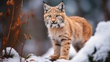 Winter lynx Young Eurasian lynx Lynx lynx walking in snowy beech forest