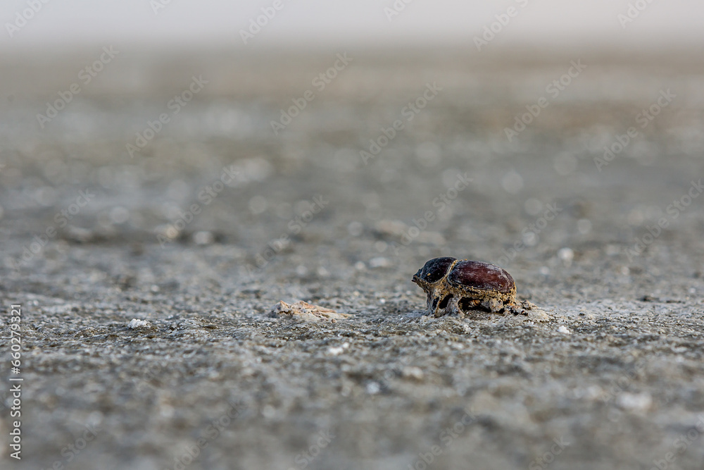A dead dung beetle lies on the surface of the salt marsh of the saline Bulukhta (Volgograd region, Russia). Salt lake is deadly to insects and other wild animals.