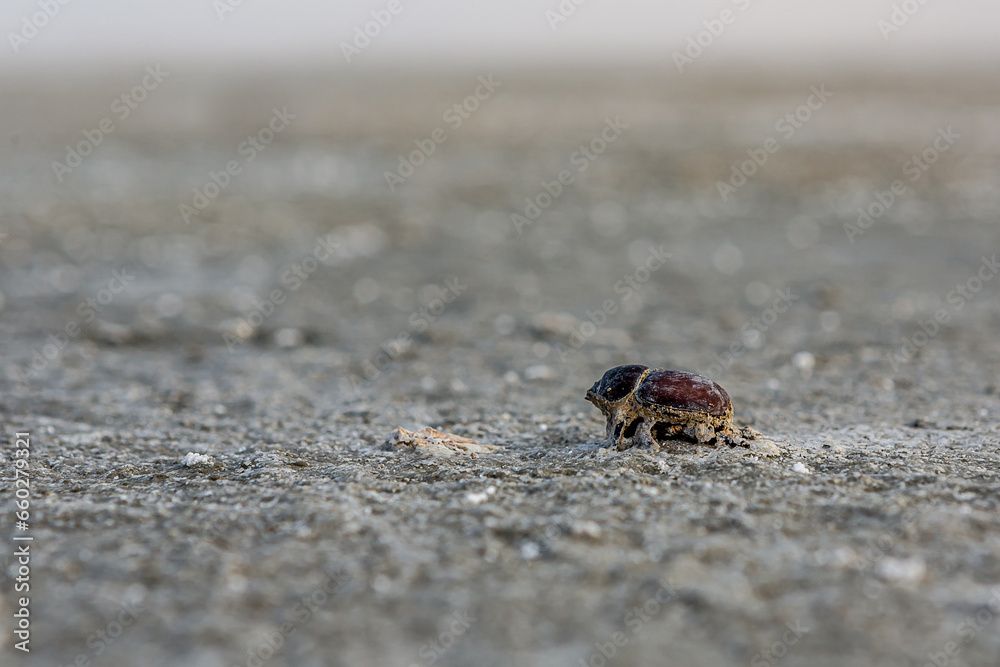 A dead dung beetle lies on the surface of the salt marsh of the saline Bulukhta (Volgograd region, Russia). Salt lake is deadly to insects and other wild animals. A dead dung beetle lies on the surface of the salt marsh of the saline Bulukhta (Volgograd region, Russia). Salt lake is deadly to insects and other wild animals.