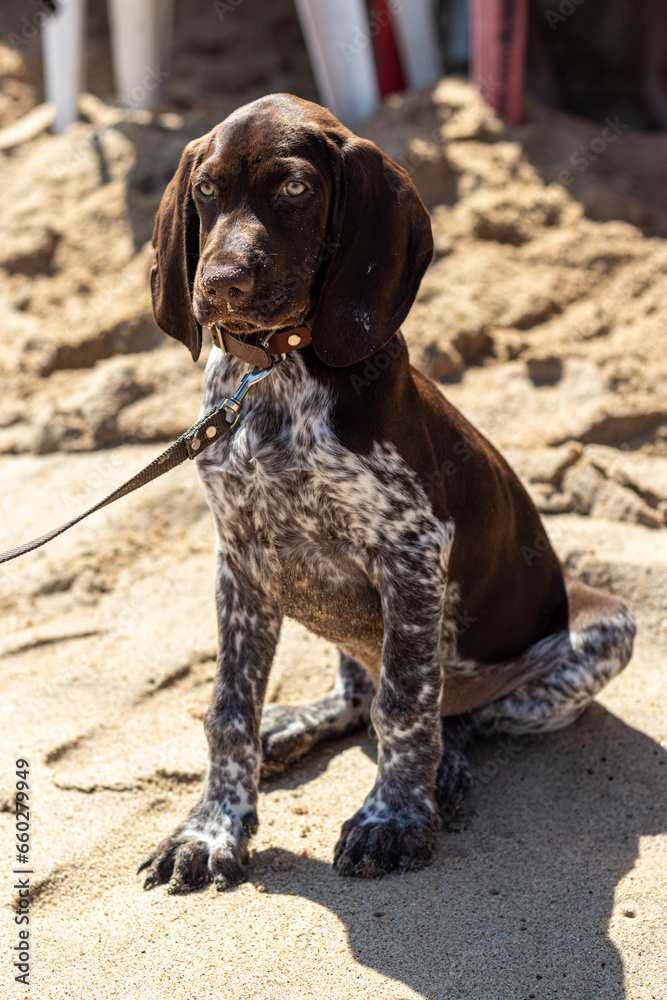 Perro en la playa 