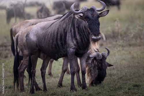 Fototapeta Naklejka Na Ścianę i Meble -  A herd of wild wildebeest, gnus, in the savannah in the Serengeti National Park, Tanzania, Africa
