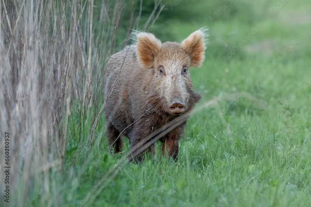 Fototapeta premium Light brown wild boar in the wild
