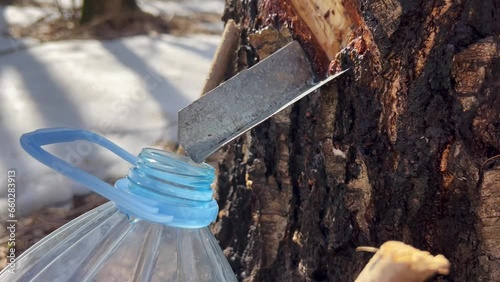Close-up of collecting birch sap through a metal plate dripping into a bottle