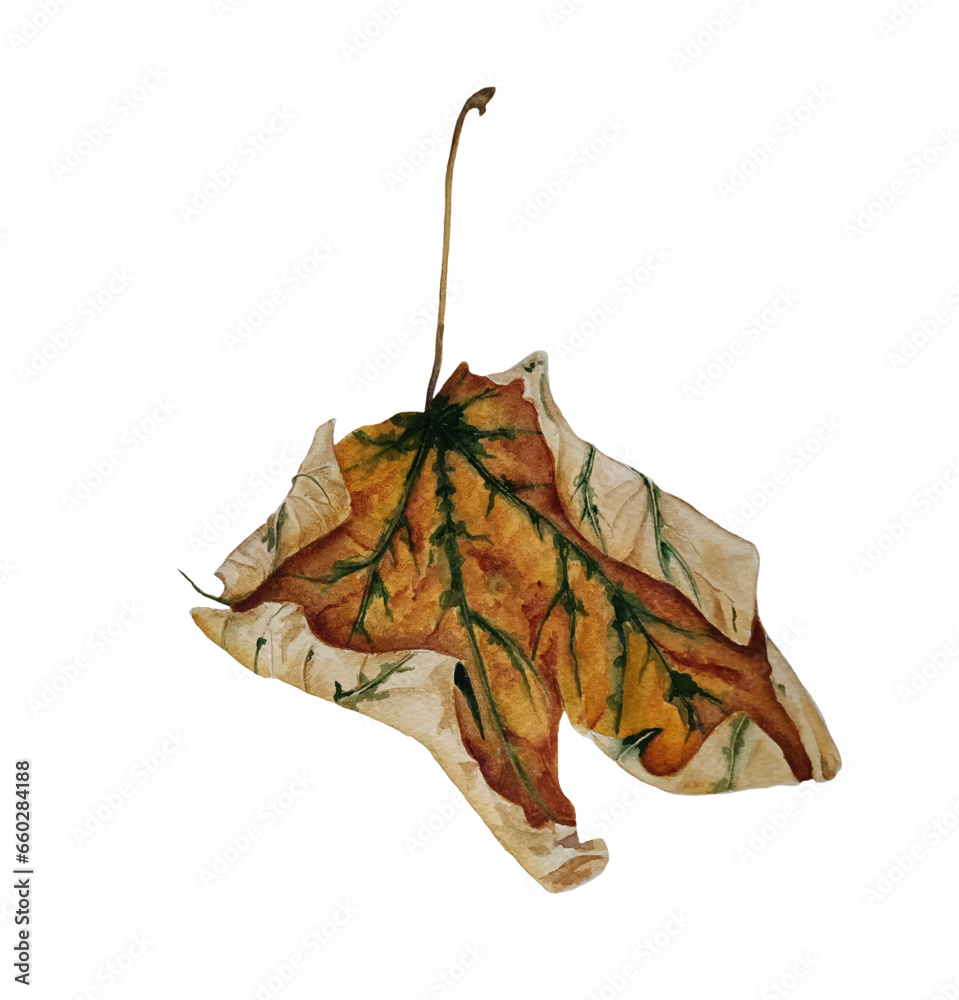 Naklejka premium Watercolor dry maple leaf on a white background.