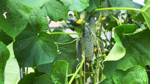 Small young fresh gherkins on a branch close-up