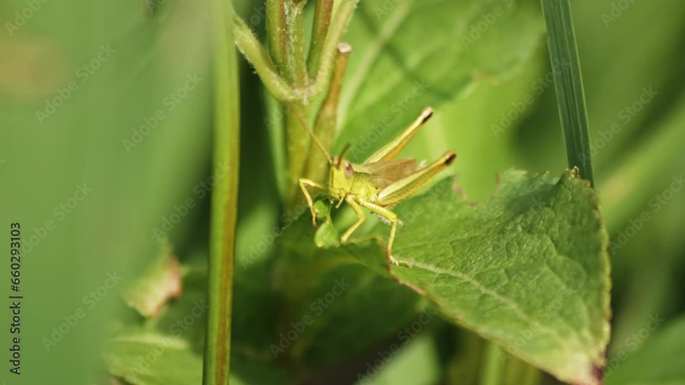 Macro of Green Grasshopper producing sound by rubbing together its legs (called Stridulation) on a leaf, shot against blurred background.