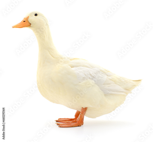 Duck on white.