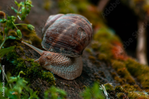 Cute snail crawling on the ground.