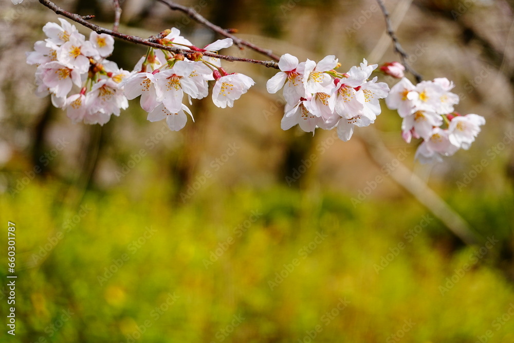 Fototapeta premium 桜の枝と春の背景