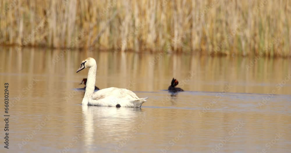 Swans and coots in their natural habitat Swans and coots in their natural habitat