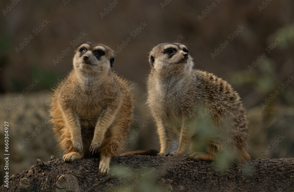 Suricata Suricata