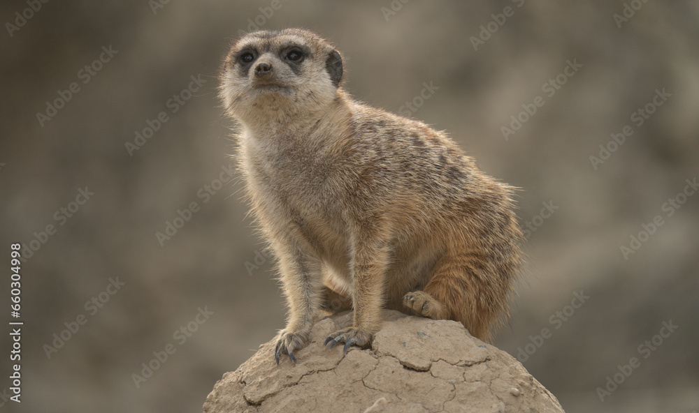 Fototapeta premium Suricata