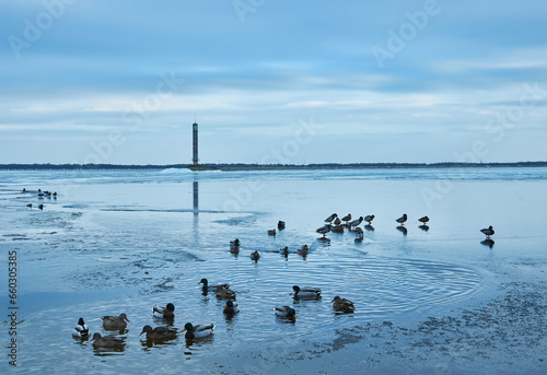 Winter Oasis: Ducks on Icy Reservoir