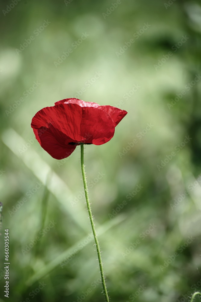 Fototapeta premium Red spring poppy