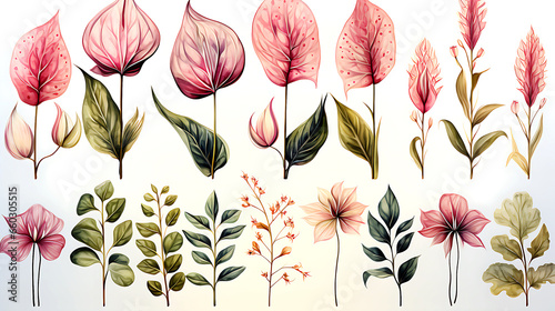 watercolor drawing, set of tropical flowers and leaves of anthurium. tropical forest plants, pink flowers and leaves isolated on white background, collection. design element for fabric, wallpaper photo