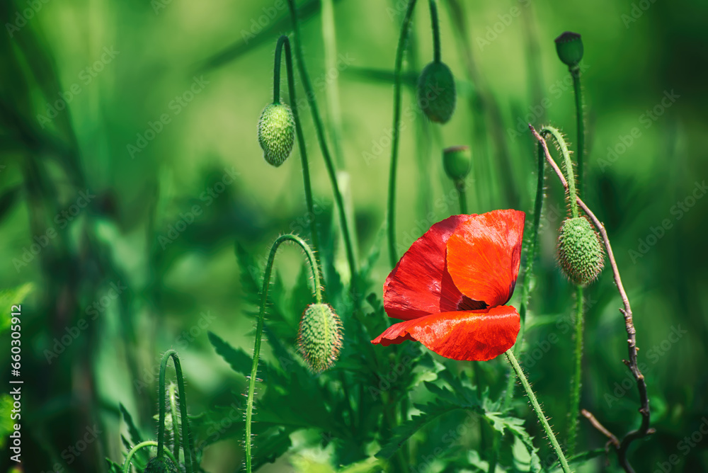 Obraz premium Red spring poppy