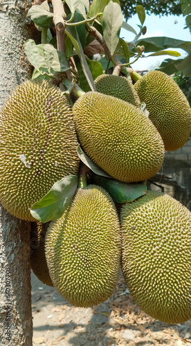 Jackfruit fruit  jackfruit tree  taken at close range