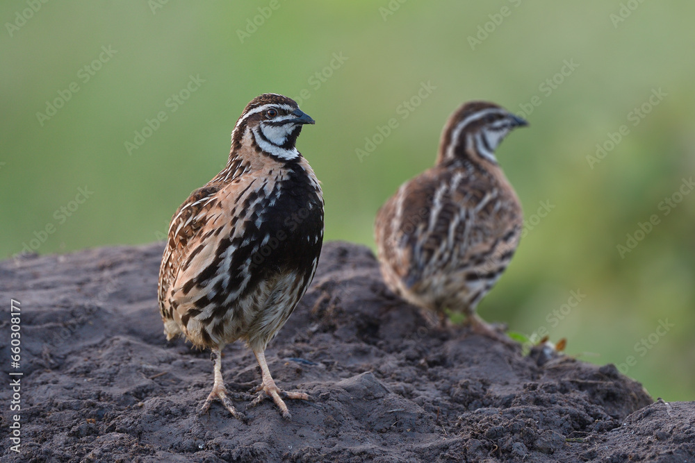 rain quail sitting together on dirt pole during breeding season taken in Thailand meadow field rain quail sitting together on dirt pole during breeding season taken in Thailand meadow field