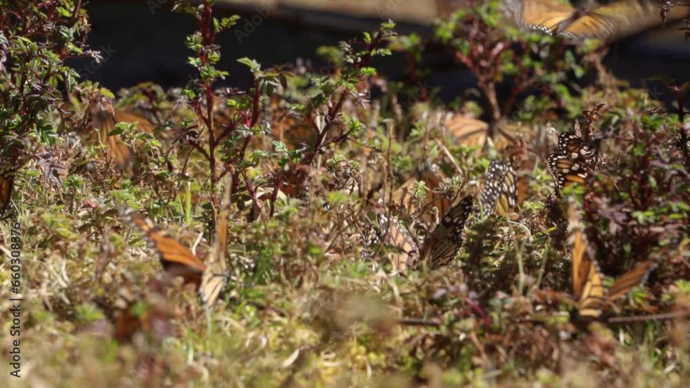 Close up of monarch butterflies in green ground foliage. Close up of monarch butterflies in green ground foliage.