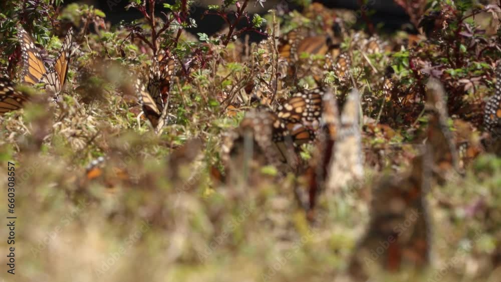 Several butterflies up close on the ground. Green plants. Focus shift. Several butterflies up close on the ground. Green plants. Focus shift.