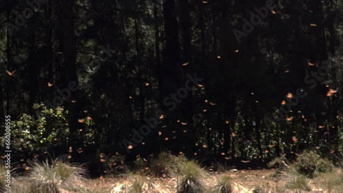 A large swarm of monarch butterflies in a sunny opening in the forest. photo