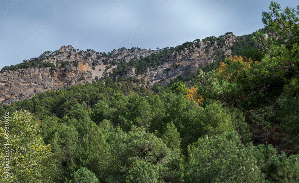 Forest of Austrian pine and Maritime pine over limestones mountains in the Natural Park of Cazorla, Segura y las Villas, in the province of Jaen, Andalusia, Spain Forest of Austrian pine and Maritime pine over limestones mountains in the Natural Park of Cazorla, Segura y las Villas, in the province of Jaen, Andalusia, Spain