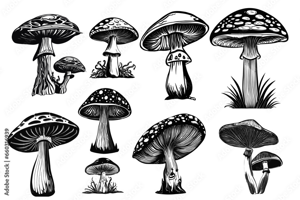 Mushroom Bundle: Vector Illustrations Showcasing the Enchanting World of Fungi