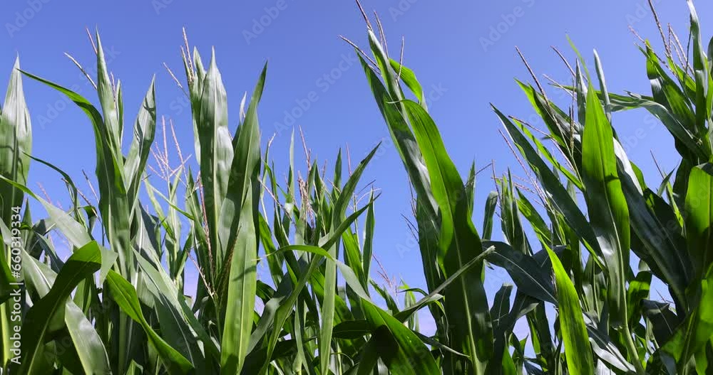 green high corn in the summer, a field with a harvest of unripe green corn green high corn in the summer, a field with a harvest of unripe green corn