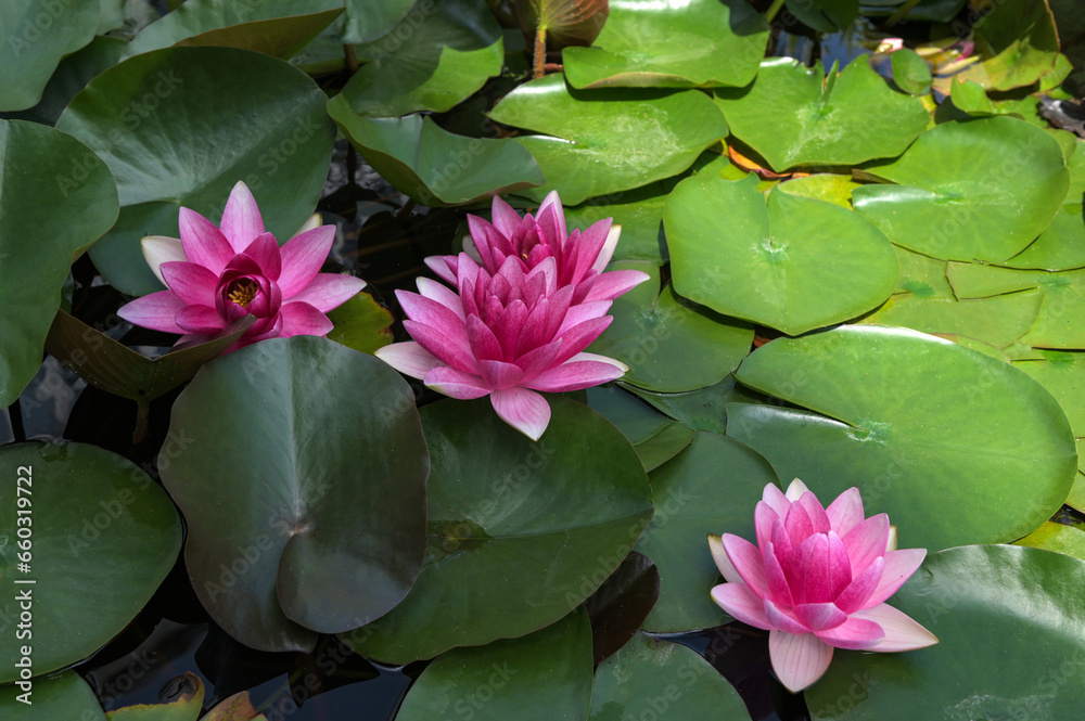 Pink nymphaea flowers on the pond surface. Pink nymphaea flowers on the pond surface.