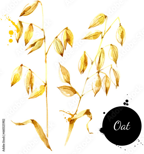 Watercolor oats illustration. Vector painted isolated superfood on white background photo
