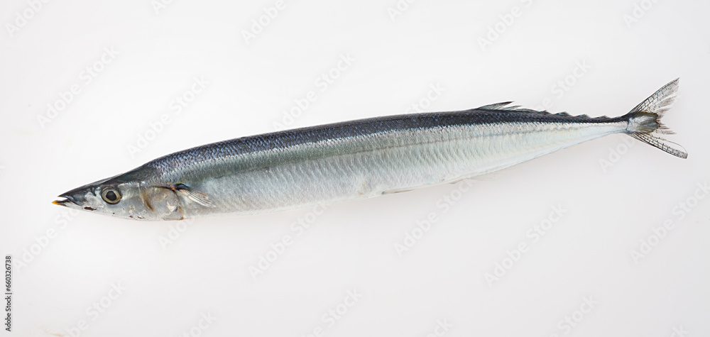 秋刀魚