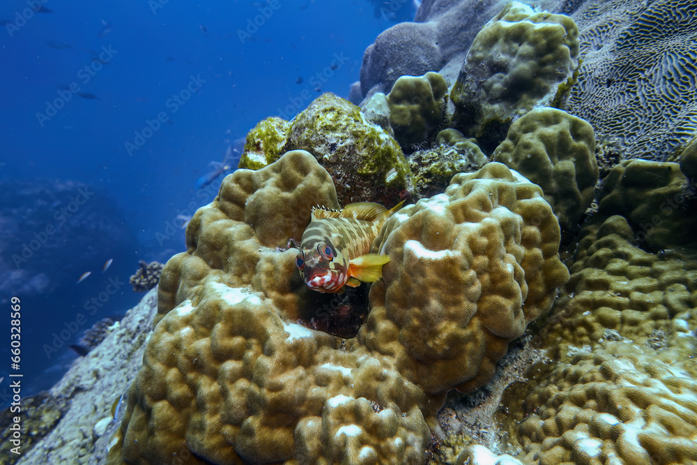 Beatiful Blacktip Grouper and sea fish swim around hard coral reef in ...