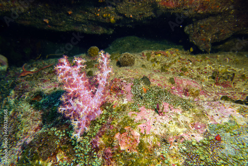 Beautiful close up colorful soft coral in deep scuba dive explore travel activity with stone rock reef underwater background landscape at Koh Losin Island, Thailand