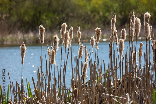 Cattails bulrush Typha latifolia beside river. Closeup of blooming cattails during early spring snowy background. Flowers and seed heads of fluffy cattail photo