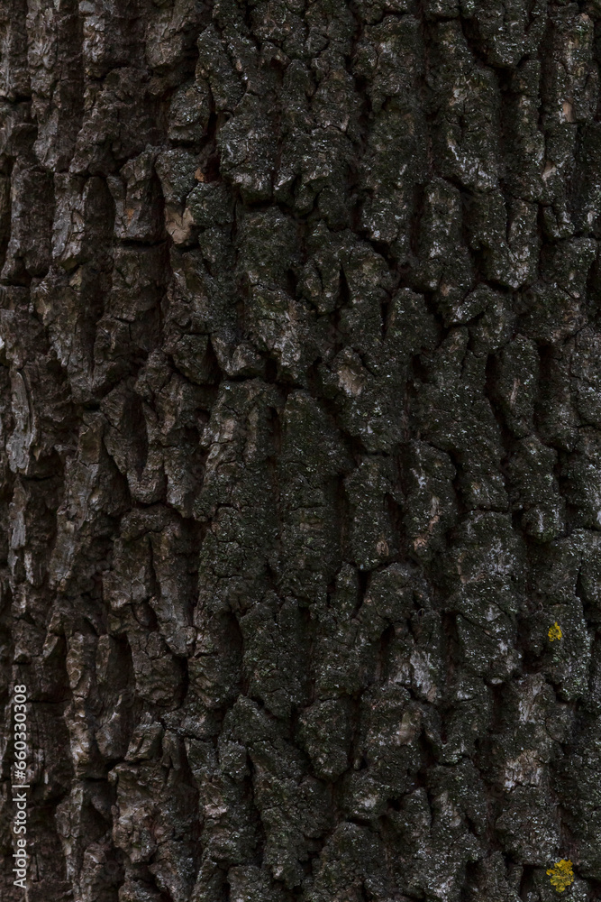 close up of bark of tree