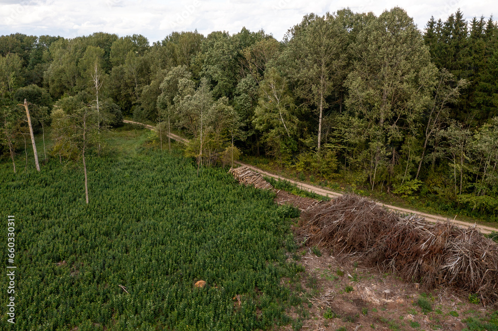 Drone photography of a pile of logs near a rural dirt road and logging site