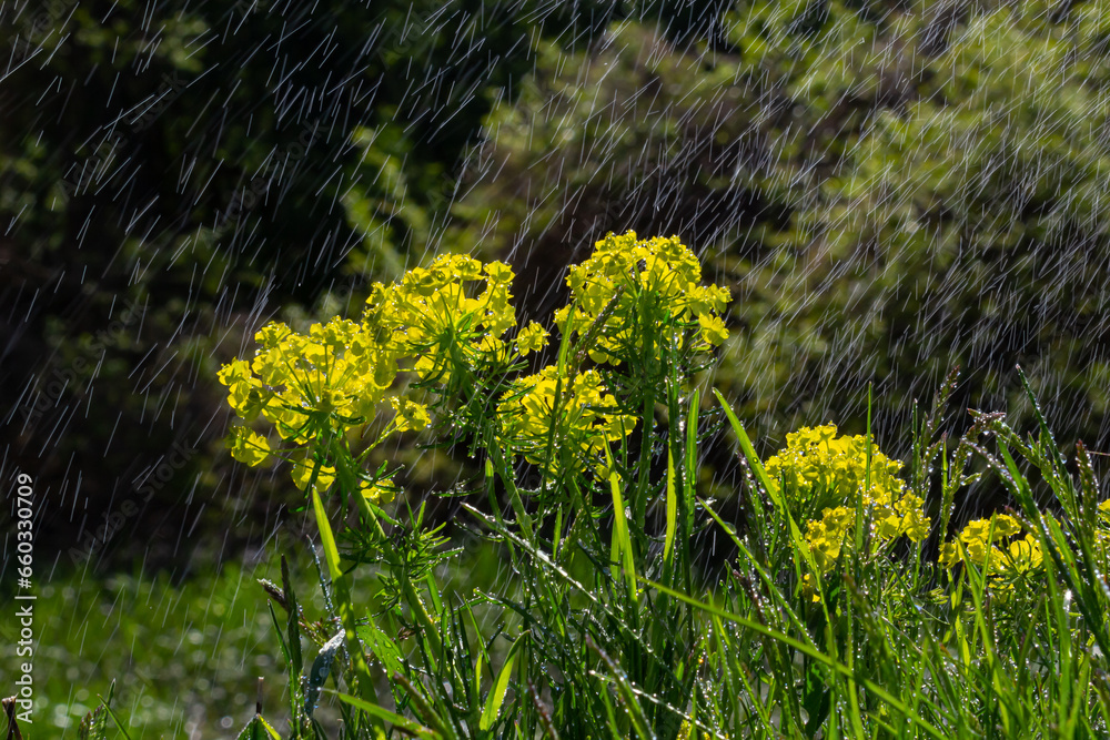 Obraz premium Euphorbia cyparissias, cypress spurge greenish flowers closeup selective focus