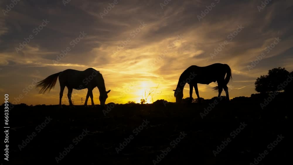 Silhouette of two horses grazing in the countryside at sunset Silhouette of two horses grazing in the countryside at sunset