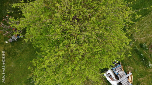 Drone footage of a tree from above