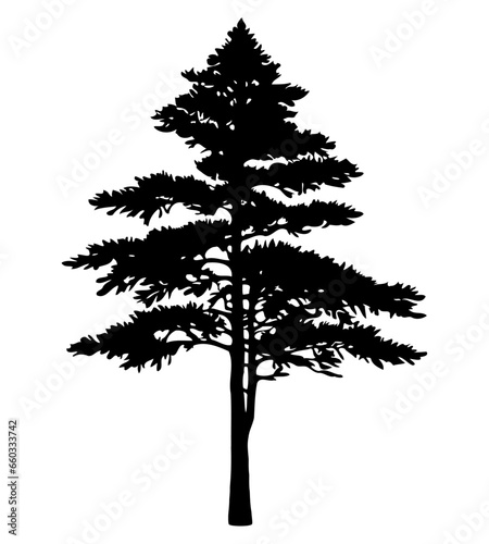 Pine tree silhouette isolated on white background. Vector Illustration.