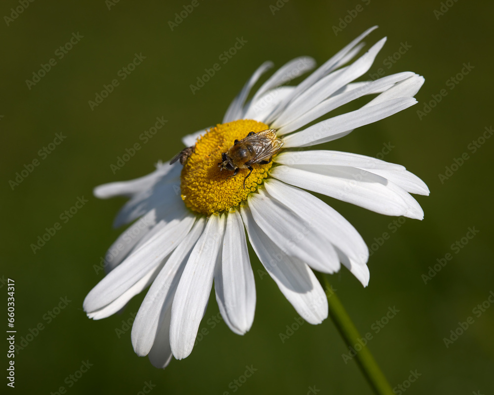 Bee on white daisy against blurred background Bee on white daisy against blurred background