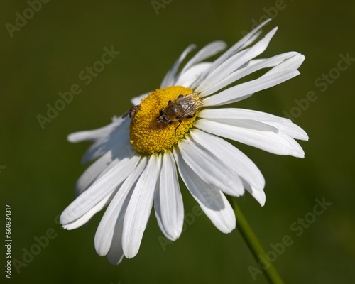 Bee on white daisy against blurred background