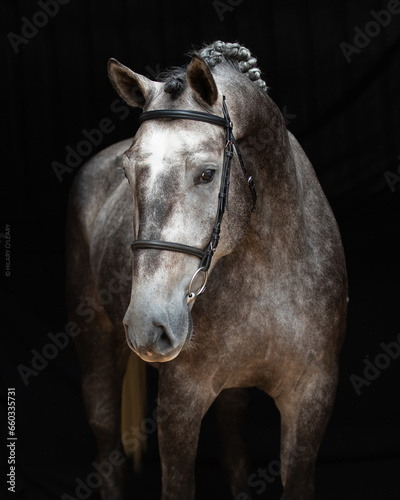 Professional Horse Portrait Studio
