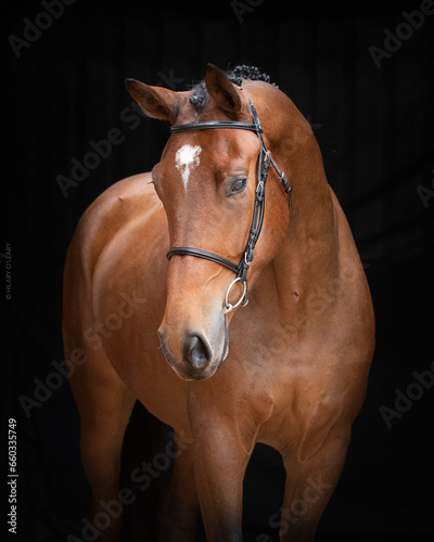 Professional Horse Portrait Studio
